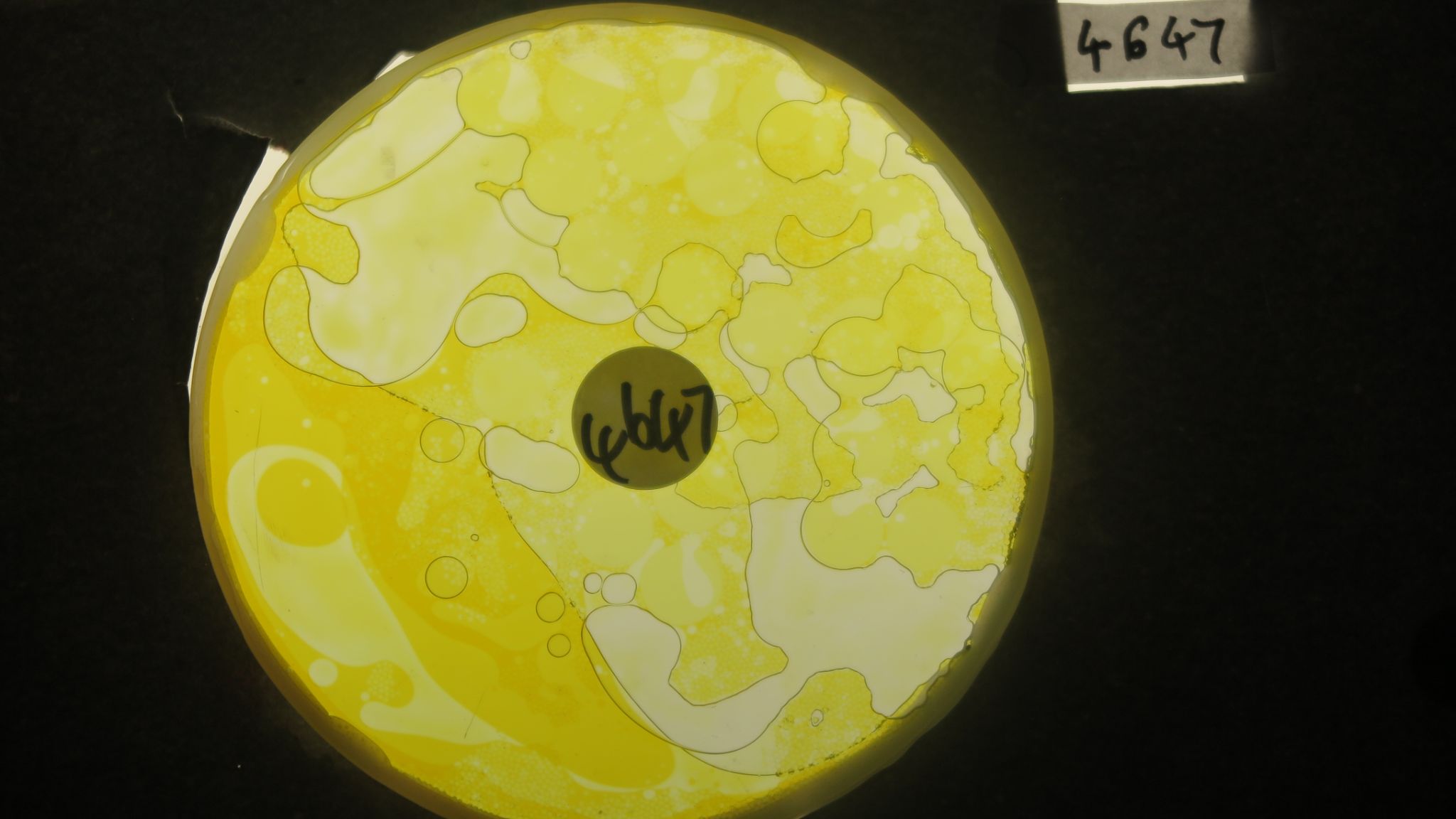 BV4647 bubble vision oil wheel